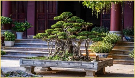 Do bonsai trees go through seasons?