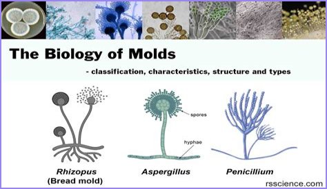 What type of mold is Alternaria?