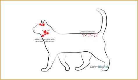 Why is my cats skin red?